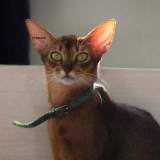 sansara 01